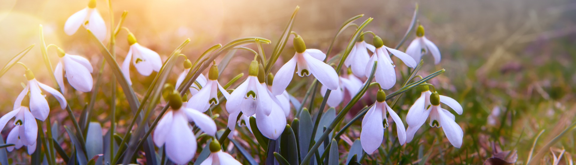 Kevään ensimmäisiä kukkia kukkimassa luonnossa.