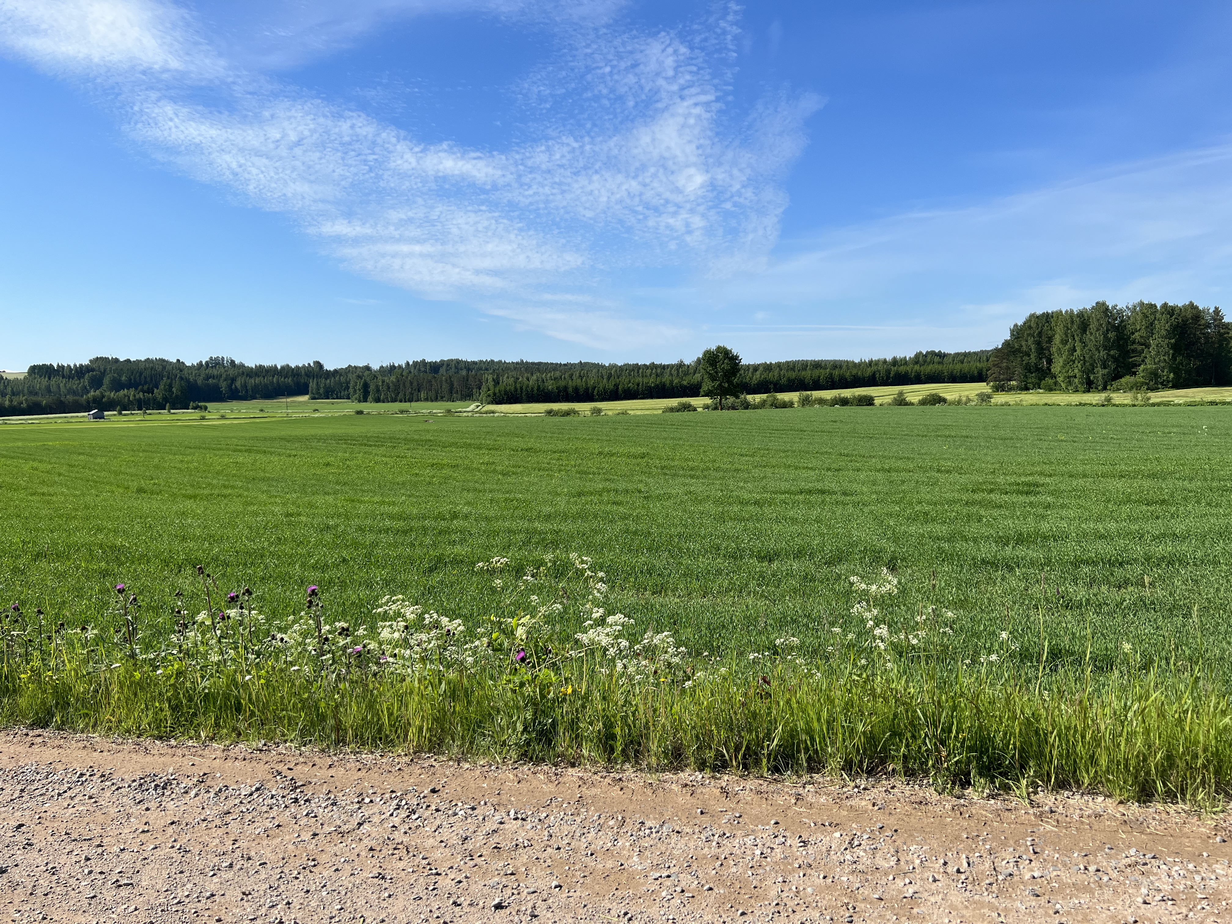 Kuvassa peltomaisema.