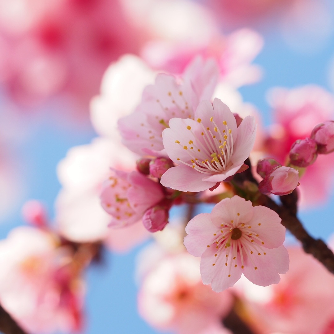 Kuvassa kirsikkapuun kukkia.